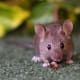 top-30-cutest-animals-in-the-world