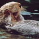top-30-cutest-animals-in-the-world