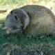 top-30-cutest-animals-in-the-world
