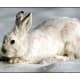 top-30-cutest-animals-in-the-world