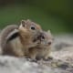 top-30-cutest-animals-in-the-world