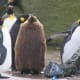 top-30-cutest-animals-in-the-world