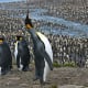 top-30-cutest-animals-in-the-world