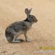 top-30-cutest-animals-in-the-world