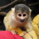 top-30-cutest-animals-in-the-world