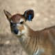 top-30-cutest-animals-in-the-world