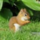 top-30-cutest-animals-in-the-world
