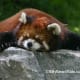 top-30-cutest-animals-in-the-world