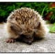 top-30-cutest-animals-in-the-world