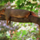top-30-cutest-animals-in-the-world