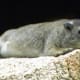 top-30-cutest-animals-in-the-world