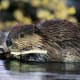 top-30-cutest-animals-in-the-world