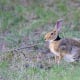 top-30-cutest-animals-in-the-world