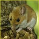 top-30-cutest-animals-in-the-world