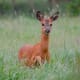 top-30-cutest-animals-in-the-world