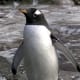 top-30-cutest-animals-in-the-world