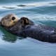 top-30-cutest-animals-in-the-world