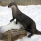 top-30-cutest-animals-in-the-world