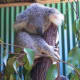 top-30-cutest-animals-in-the-world