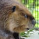 top-30-cutest-animals-in-the-world