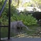 Magic Kingdom Jungle Cruise