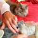 Mew supervises as the final layers of applique are applied.