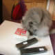 Mew inspectas the commercial papier mache mix that will be used in the later stages of modelling.