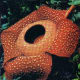 Rafflesia arnoldii