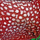 Close-up of the perigone lobe showing the pattern