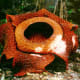 Rafflesia the biggest flower on earth