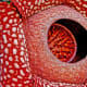 Closer view of the flower showing the diaphragm surrounding the floral opening