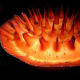 Side view of the disk from a dissected flower