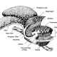 Section through a male flower of Rafflesia.
