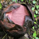 Flower bud, with scales still unexpanded