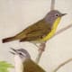Nashville and Tennessee Warblers.
