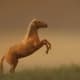 xenas-horse-argo
