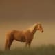 xenas-horse-argo
