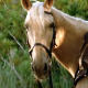 xenas-horse-argo