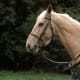 xenas-horse-argo