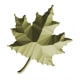 Textured foliage 1.