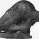 This is a skull of a Stegoceras that Barnum Brown found.