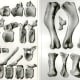 These are actual bones from the Hadrosaurus's vertebrae.