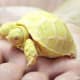 Albino red-eared slider