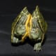 Siamese red-eared slider