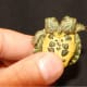 Two headed red-eared slider