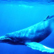 Humpback whale.