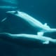 White whales.