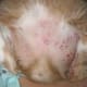 dog-skin-problems-skin-allergies