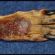 dog-skin-problems-skin-allergies