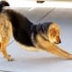 Downward Dog